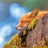 Sleepy Fox Paint by numbers