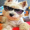Stylish Westie paint by numbers