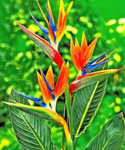 The Bird Of Paradise Paint by numbers