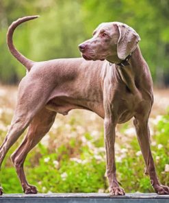 Weimaraner Paint by numbers