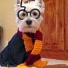Westie Potter Paint by numbers