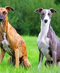 Whippet Dogs Paint by numbers