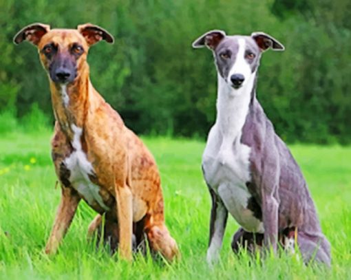 Whippet Dogs Paint by numbers