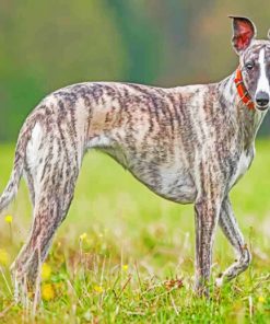 Whippet Lifespan Header paint by numbers