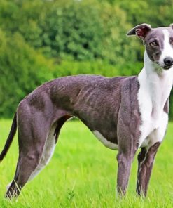 Whippet paint by numbers