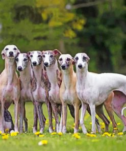 Whippet Puppies paint by numbers