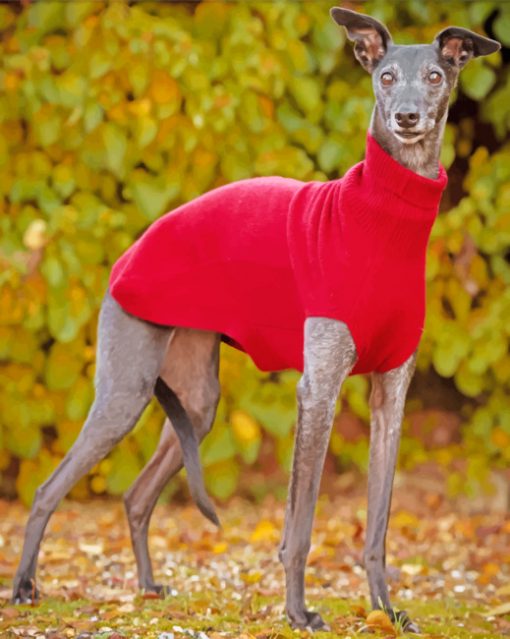Whippet Dog Wearing Red paint by numbers