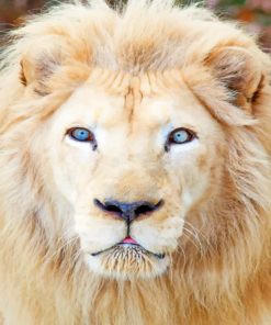 White Lion With Blue Eyes Paint by numbers