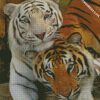 white tiger and tiger diamond painting