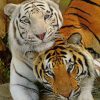 White Tiger And Brown Tiger Paint by numbers