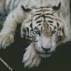white tiger diamond painting