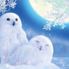 Winter Owl paint by numbers