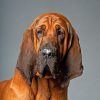 Bloodhound Dog Paint by numbers