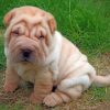 Adorable Shar Pei Paint by numbers