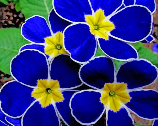 Blue Pansy Flowers Paint by numbers