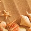 Aesthetic Seashell Paint by numbers