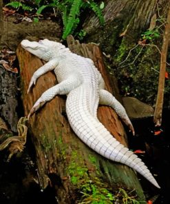 Albino Crocodile On Tree paint by numbers