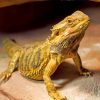 Bearded Dragon paint by numbers