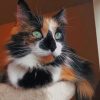 Calico Cat with Green Eyes Paint by numbers