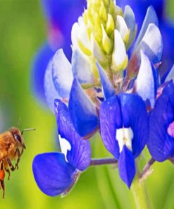 Bee Hovering Near Bluebonnet Paint by numbers