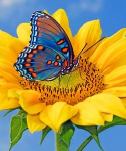 Blue Butterfly On Sunflower Paint by numbers