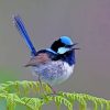Blue Wren Paint by numbers