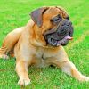 Bull Mastiff Paint by numbers