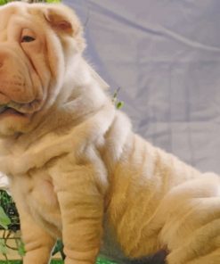 Shar Pei Dog Paint by numbers