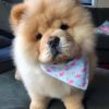 Chow Chow Puppy Paint by numbers