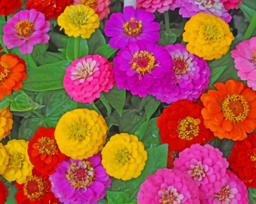Colorful Zinnias Paint by numbers