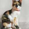 Cute Calico Cat paint by numbers