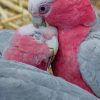 Galah Parrots Bird Paint by numbers