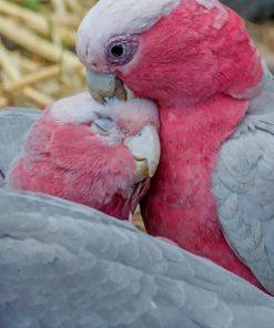 Galah Parrots Bird Paint by numbers