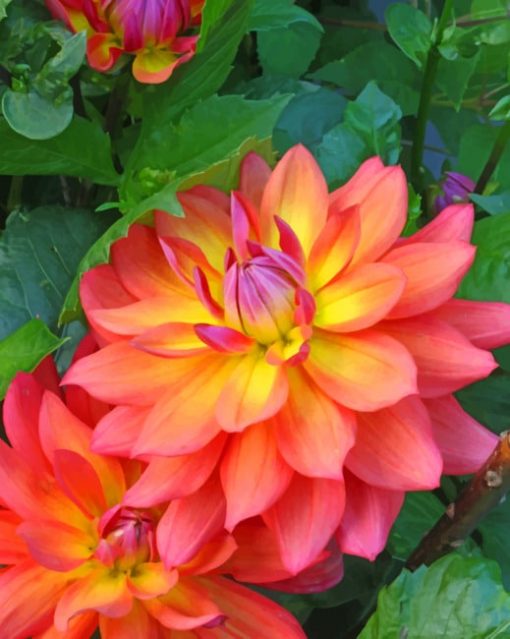Dahlia Firepot Paint by numbers