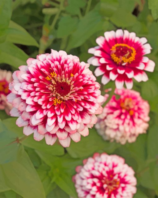 Dragon Zinnias Paint by numbers