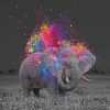 Elephant And Colors Paint by numbers