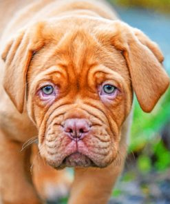 French Mastiff Piant by numbers