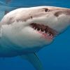 Great White Shark Paint by numbers