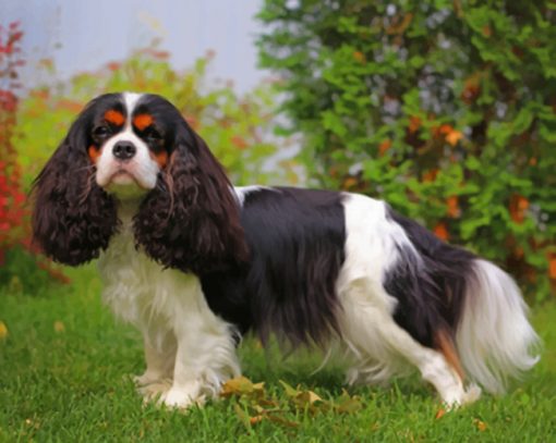 King Charles Spaniel paint by numbers