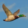 Mallard Flying Duck Paint by numbers