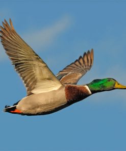 Mallard Flying Duck Paint by numbers