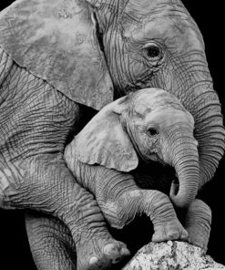 Mum Elephant and Her Baby paint by numbers
