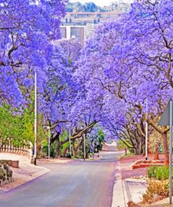 Purple Bloom Pretoria paint by numbers