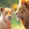 The Lion King And His Lioness paint by numbers
