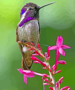 Costa Hummingbird Paint by numbers