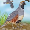 Gambel's Quail paint by numbers