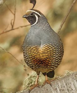 Gambel_s-quail-paint-by-numbers