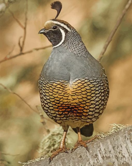 Gambel_s-quail-paint-by-numbers