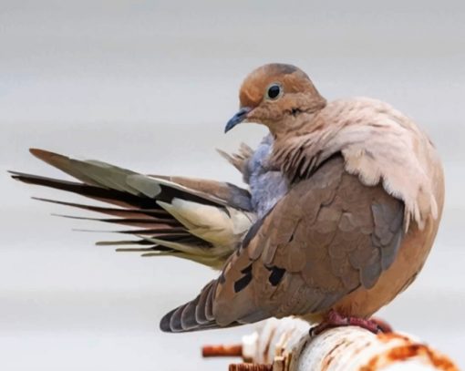 Mourning Dove Piant by numbers