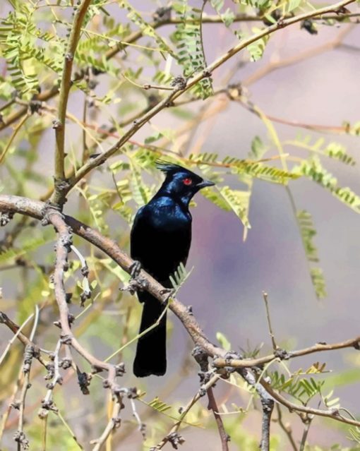 Phainopepla paint by numbers